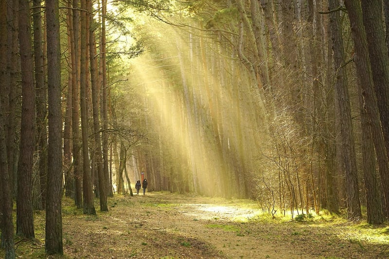 Mindful Walking in Nature